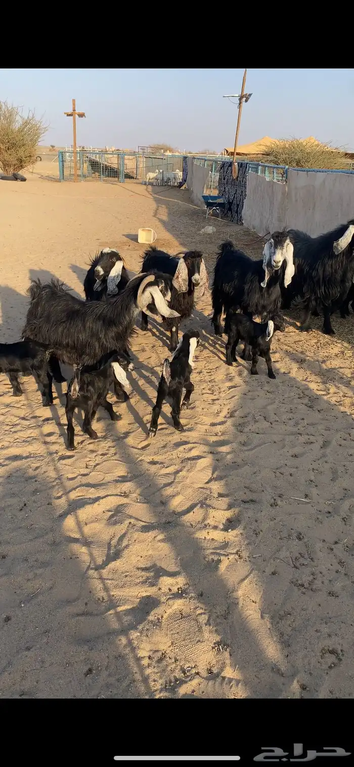 معزا خلفات تم البيع اضغط متابعه 3