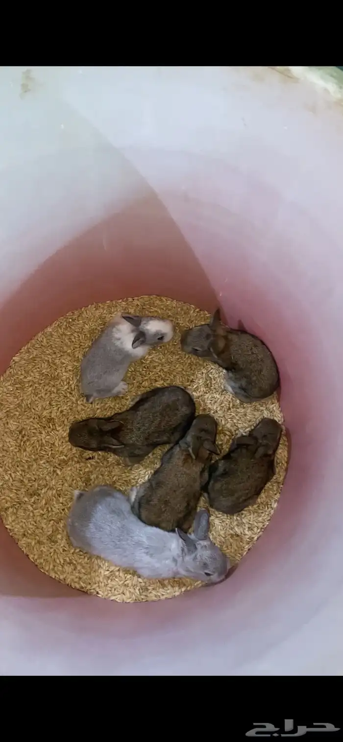 ارانب صغار للبيع 0