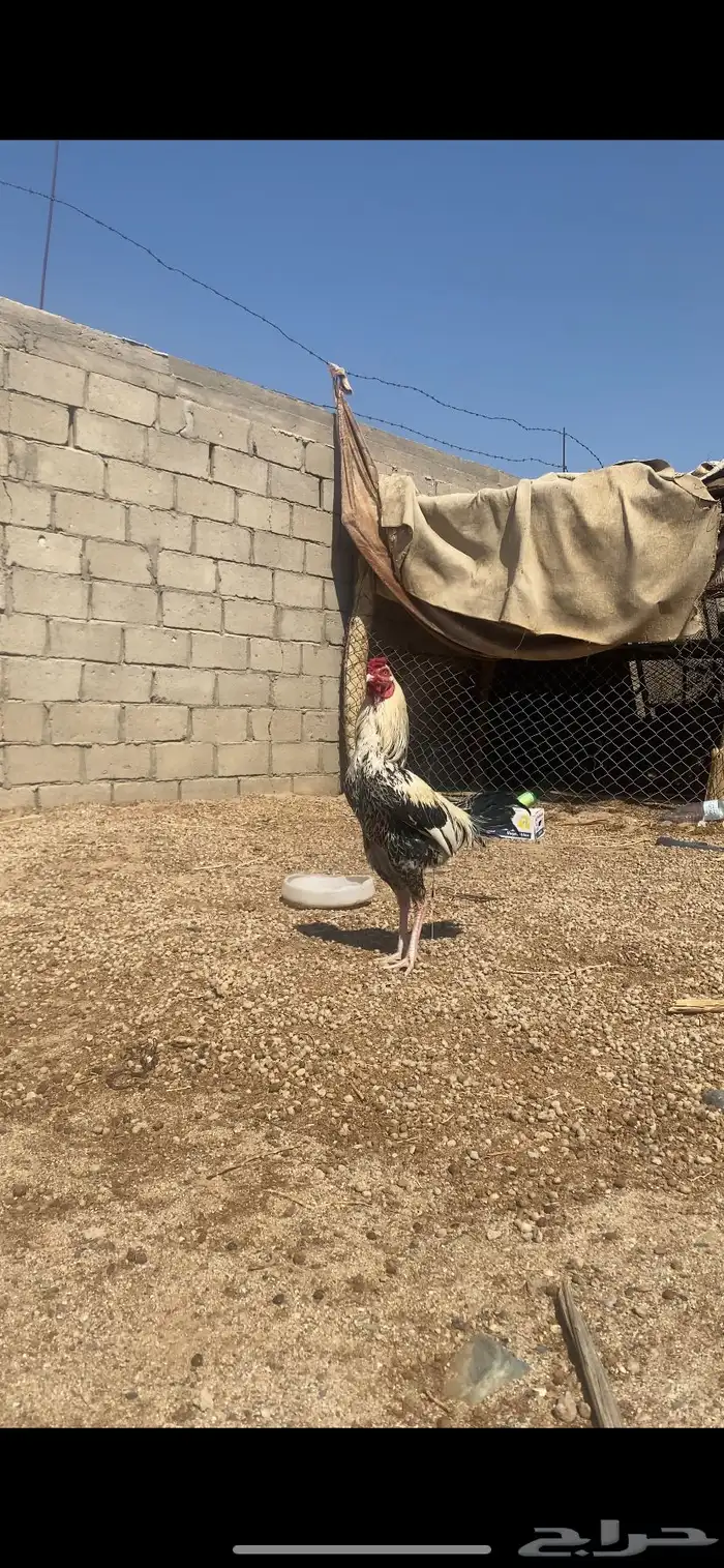 ديك باكستاني كفو علا 1