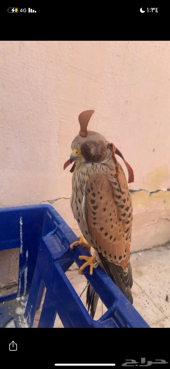 باشق وحش طرح اليوم 0