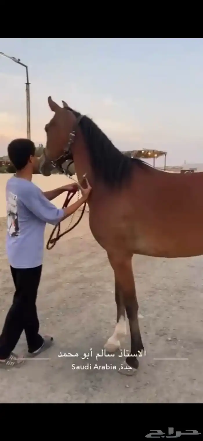 فرس شعبيه من نوادر الشعبي 2