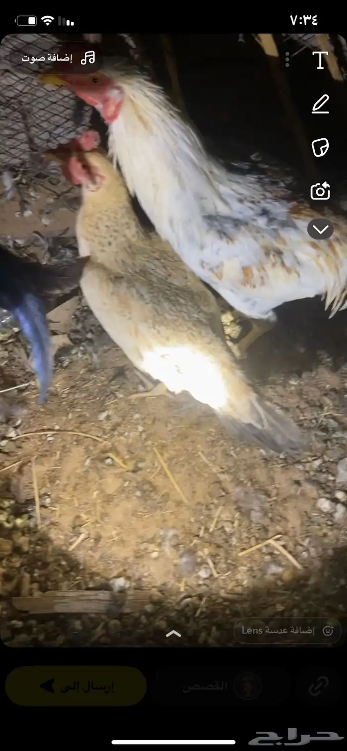 السلام عليكم 0