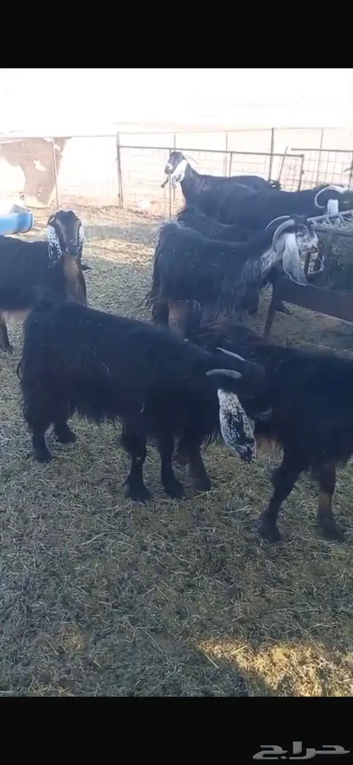 معزا ديره جبرات وصغار 2