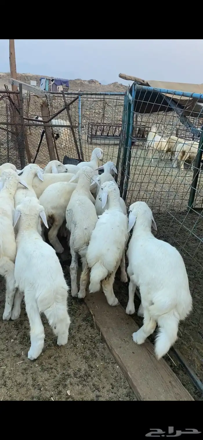 طليان ورخال للبيع 1