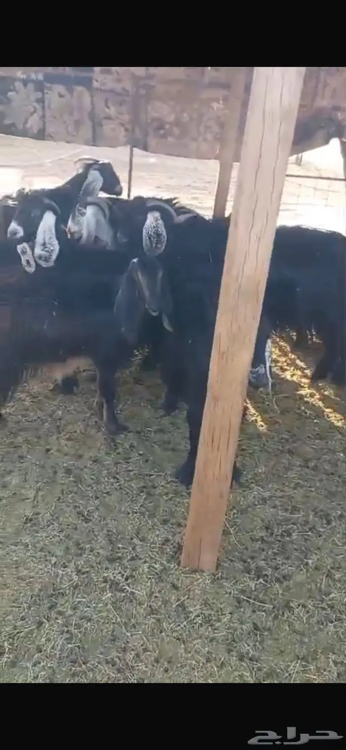 معزا ديره جبرات وصغار 9