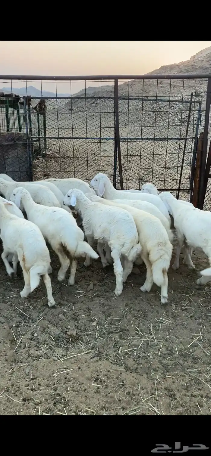 طليان ورخال للبيع 0