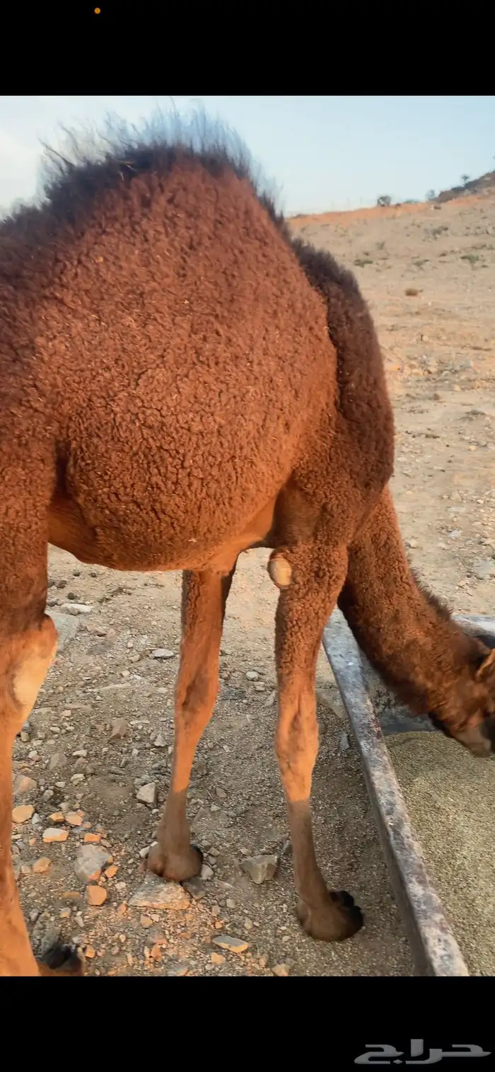 بكره حمراء دم 1