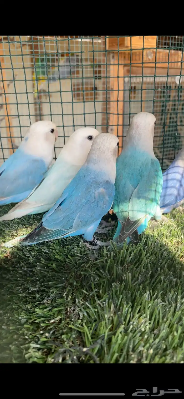 اجوز روز هولندي 0