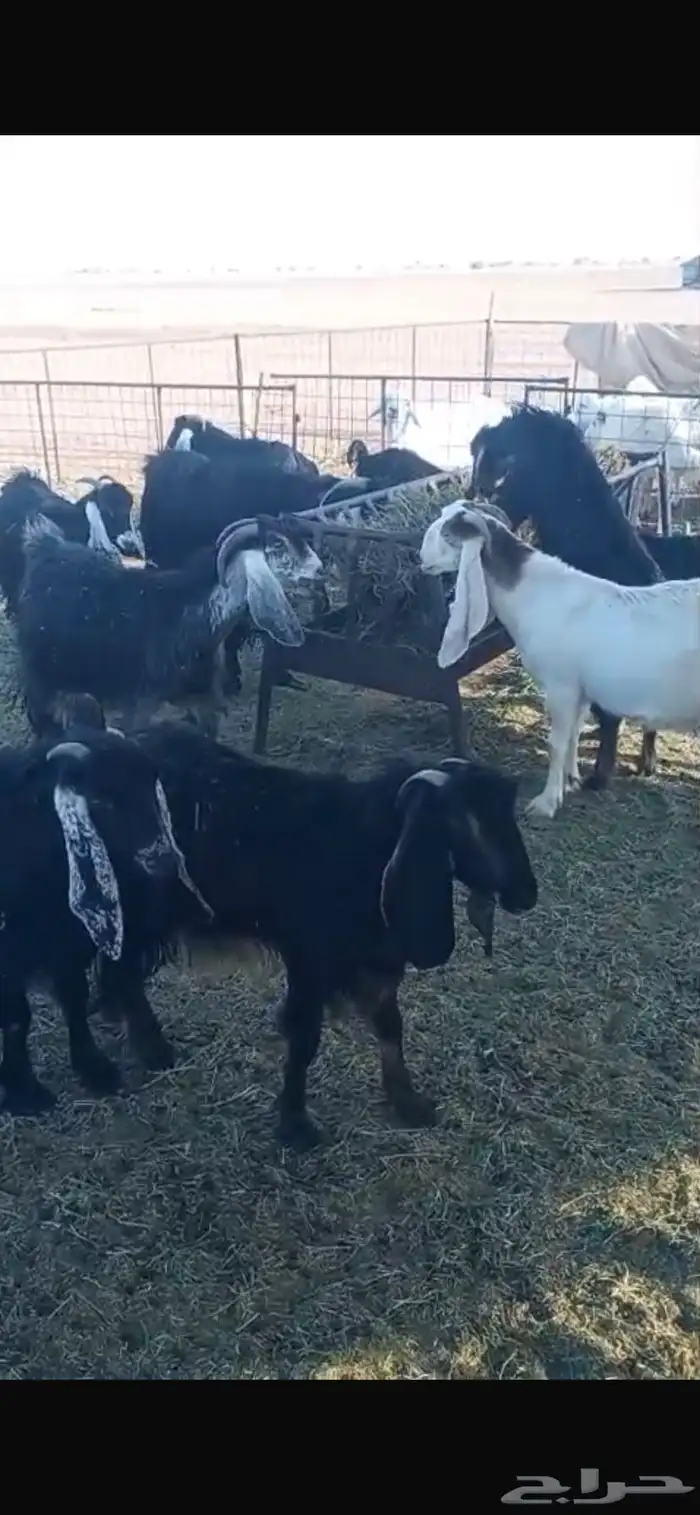 معزا ديره جبرات وصغار 3