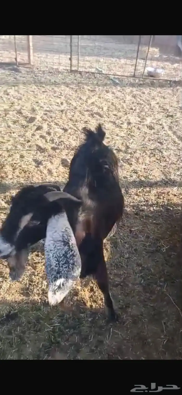 معزا ديره جبرات وصغار 1