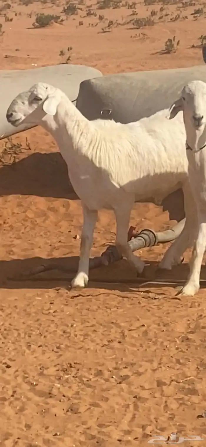 للبيع مشروع فحل 2