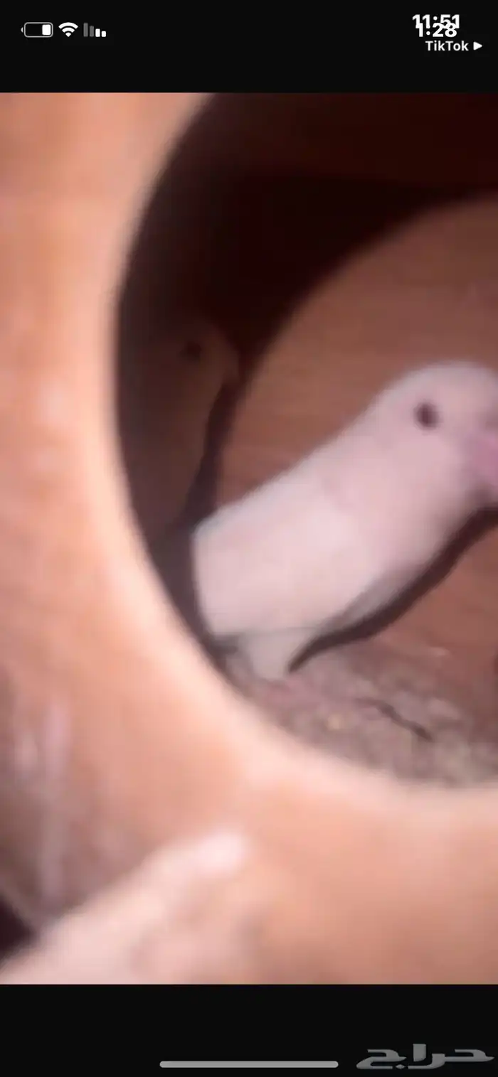 زوج روز البينو عيون حمر حجم فاخر 5