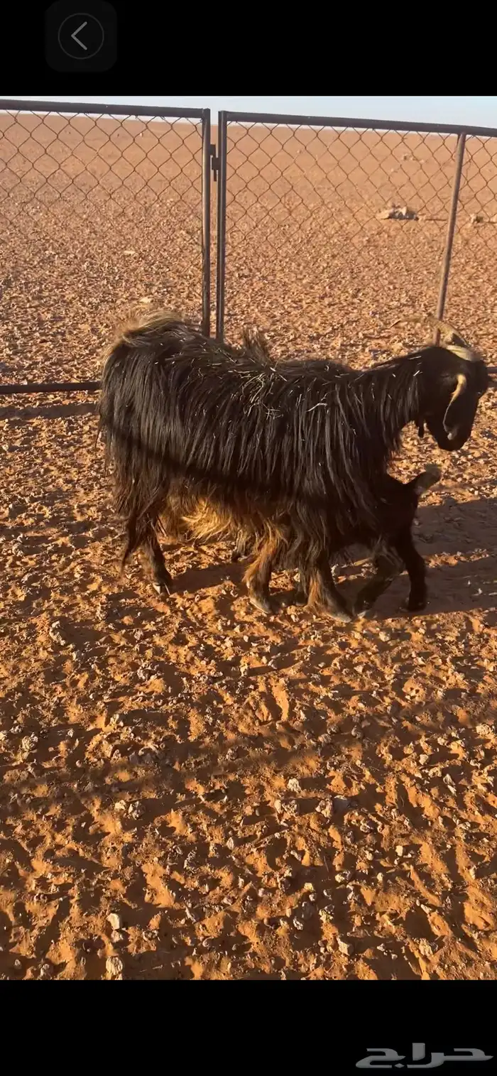 عنزين معهن تيسين اخر سومه يربح 1