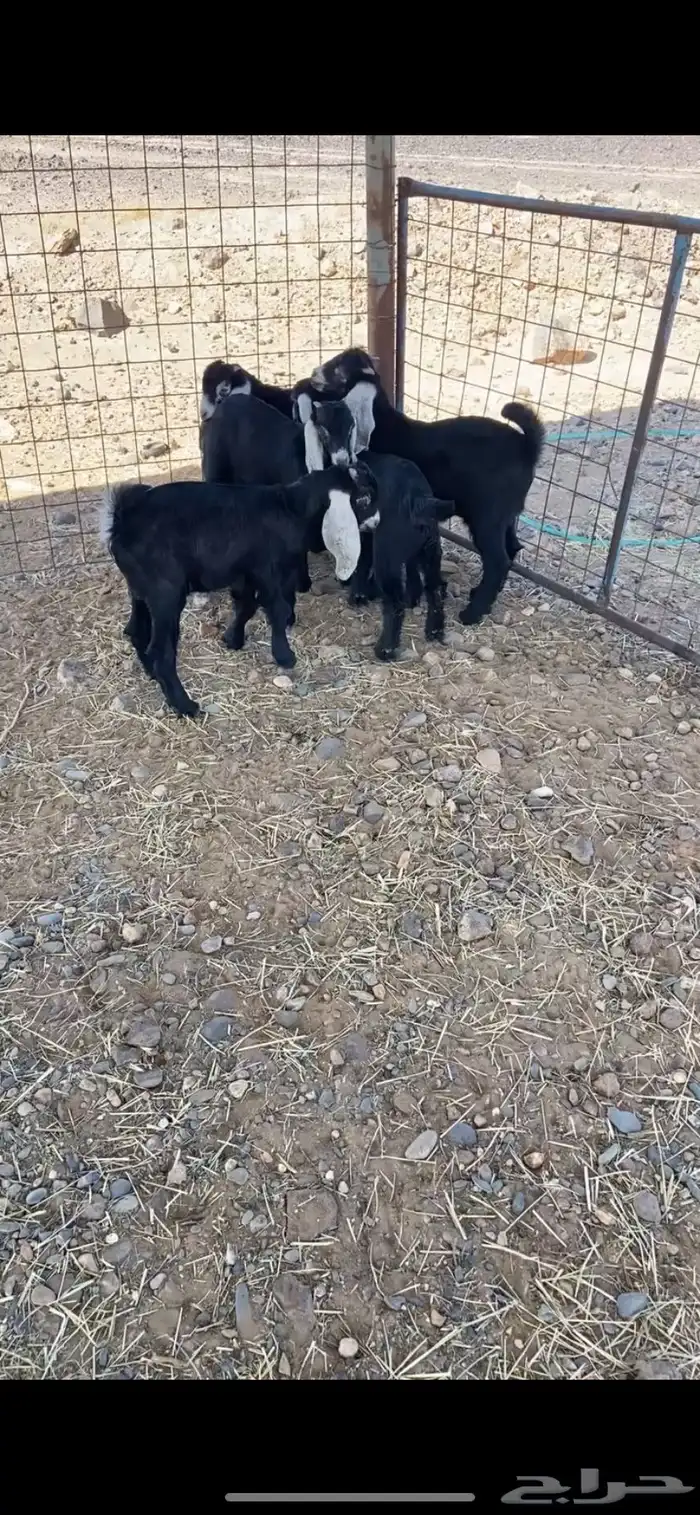 للبيع جفار 1