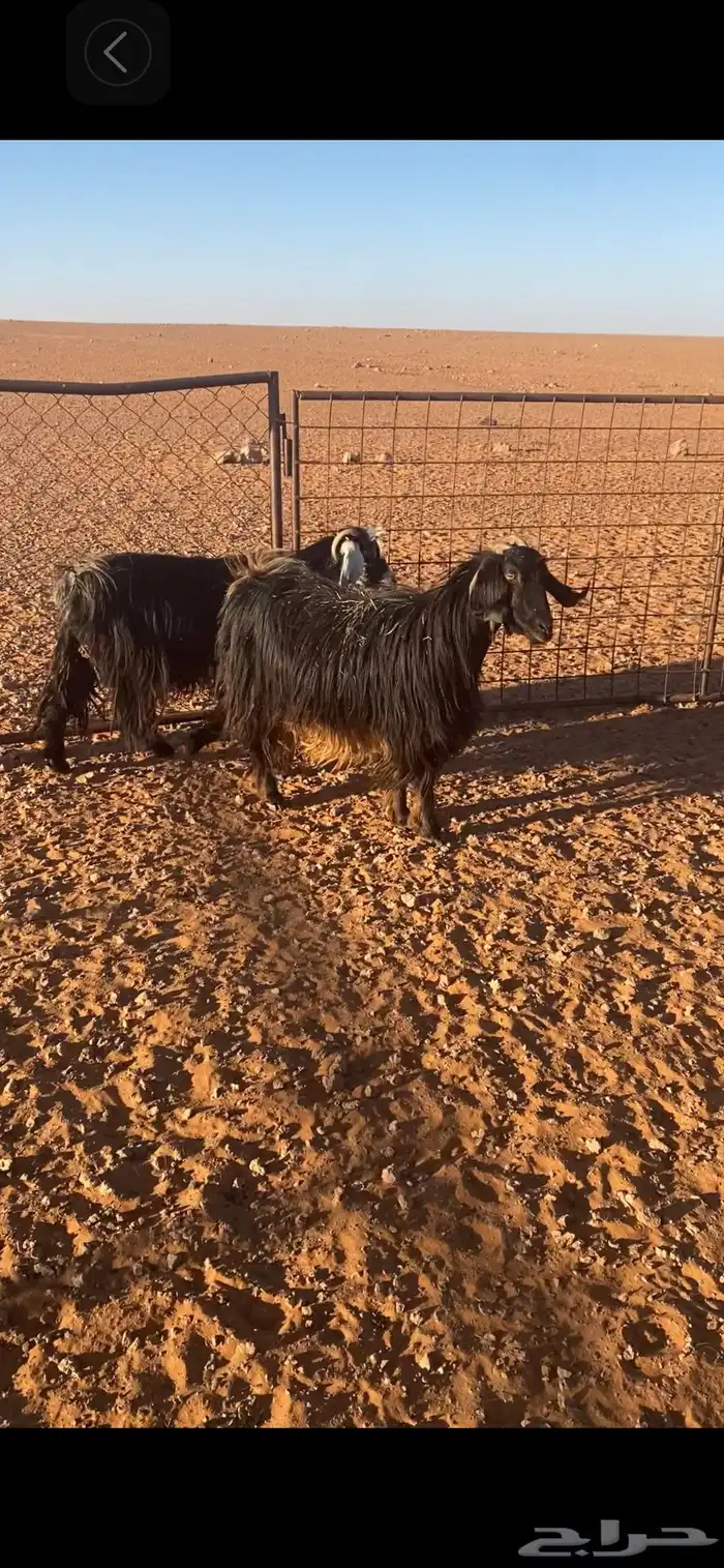 عنزين معهن تيسين اخر سومه يربح 5