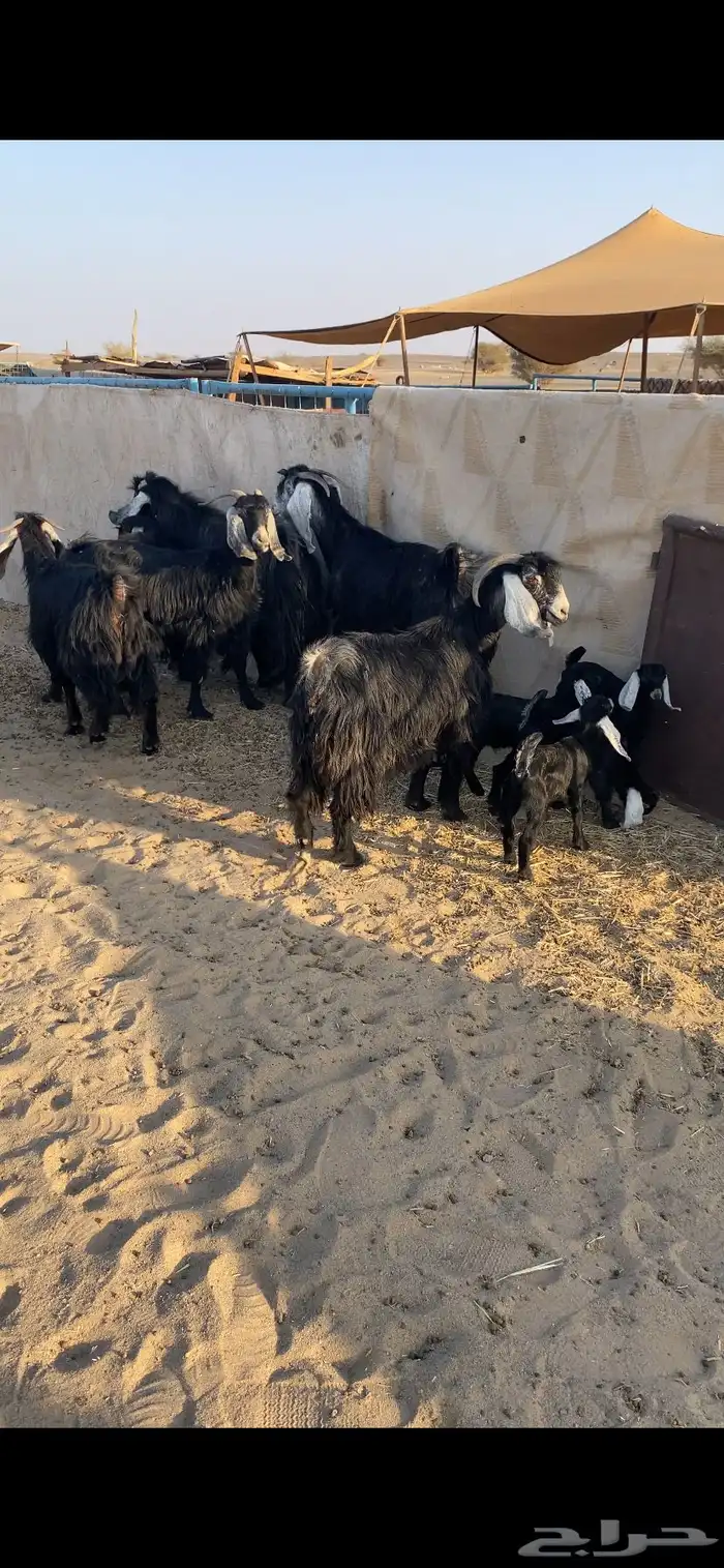 معزا خلفات تم البيع اضغط متابعه 2