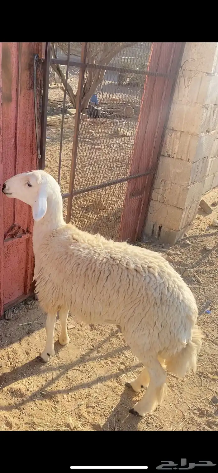 رخل جذعه مقناء 0