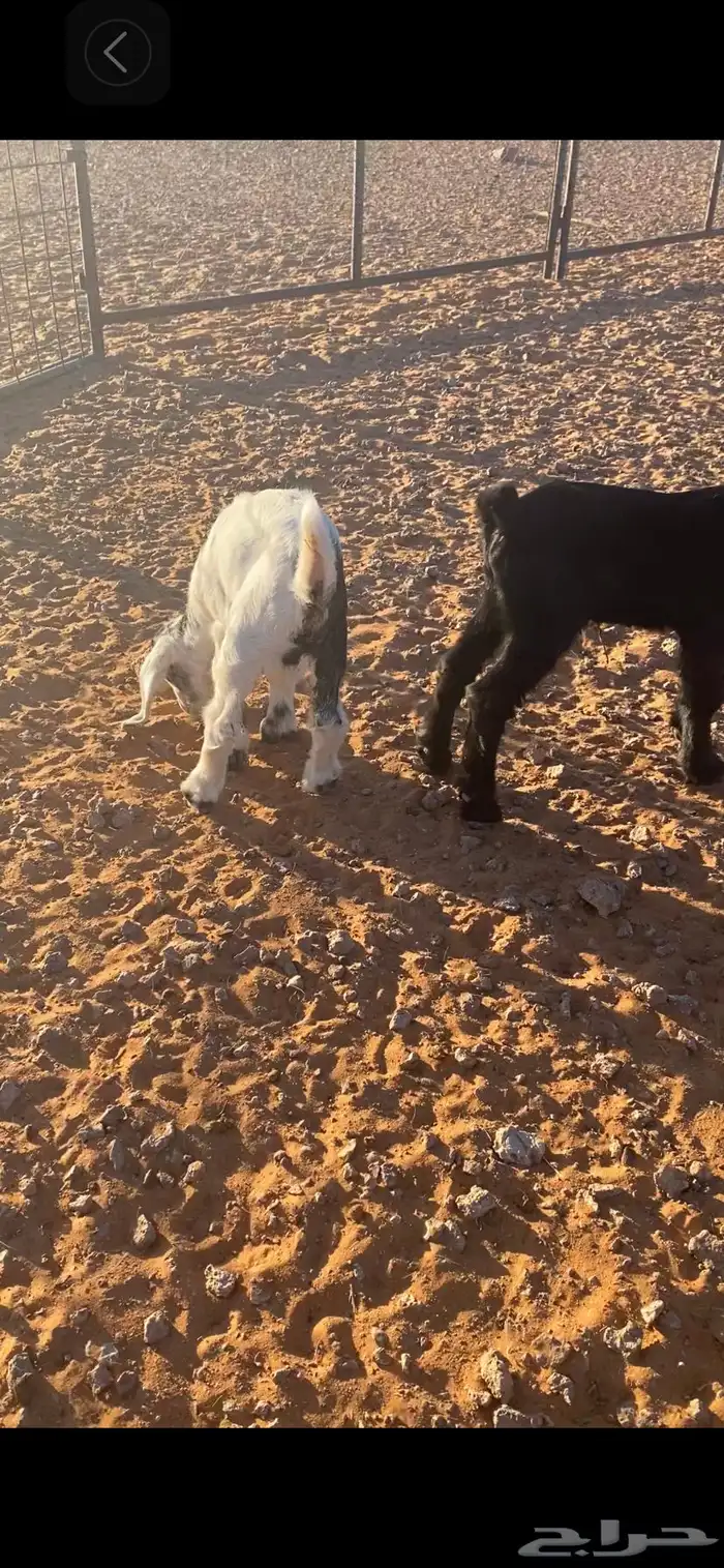 عنزين معهن تيسين اخر سومه يربح 2