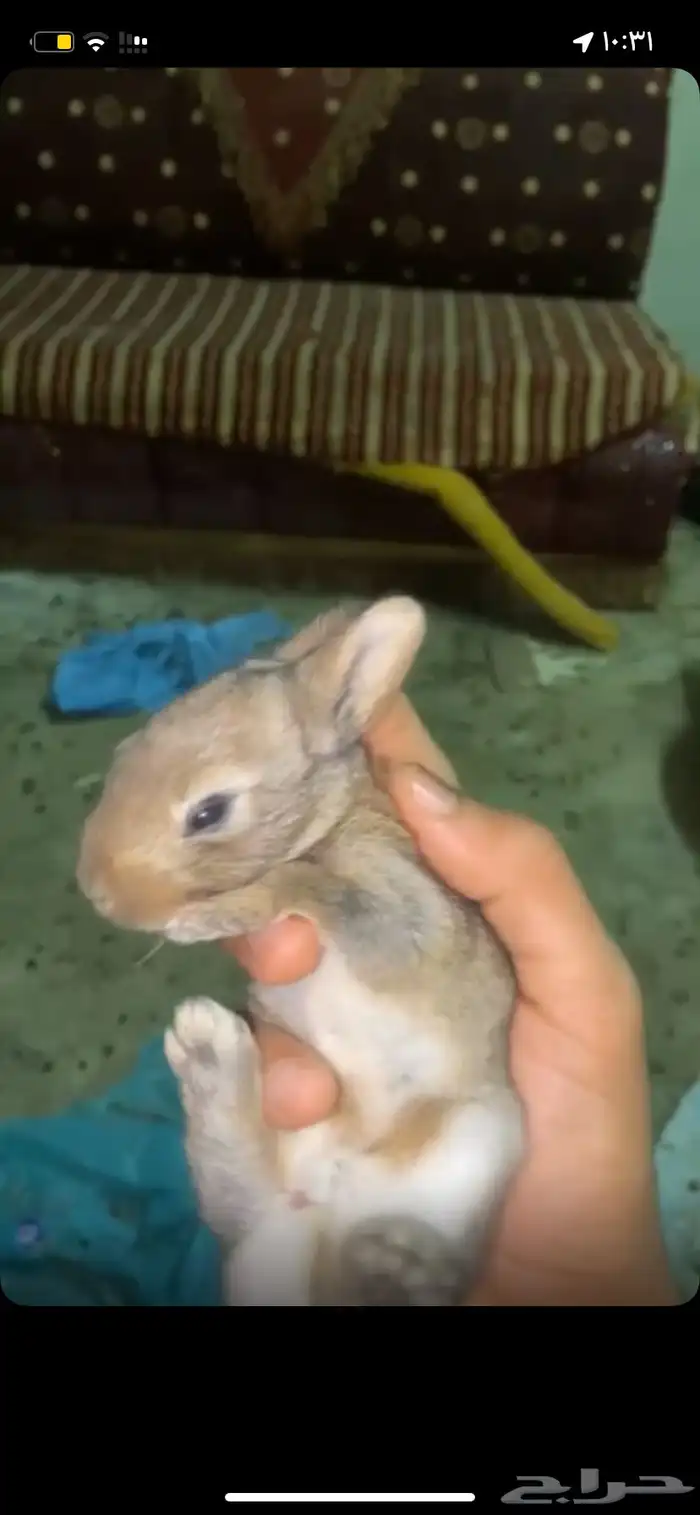 ارانب صغار للبيع 1