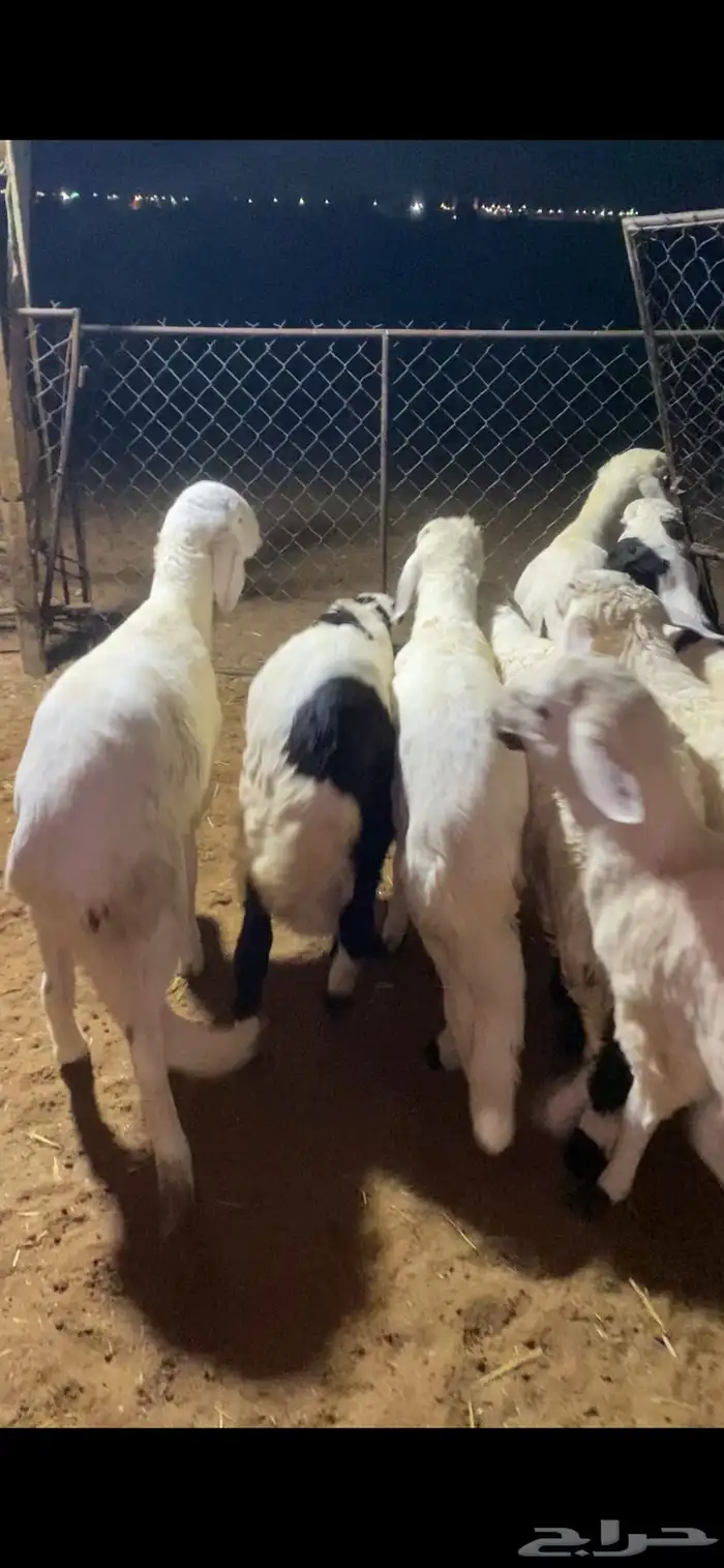 خرفان سواكن مرابي 2