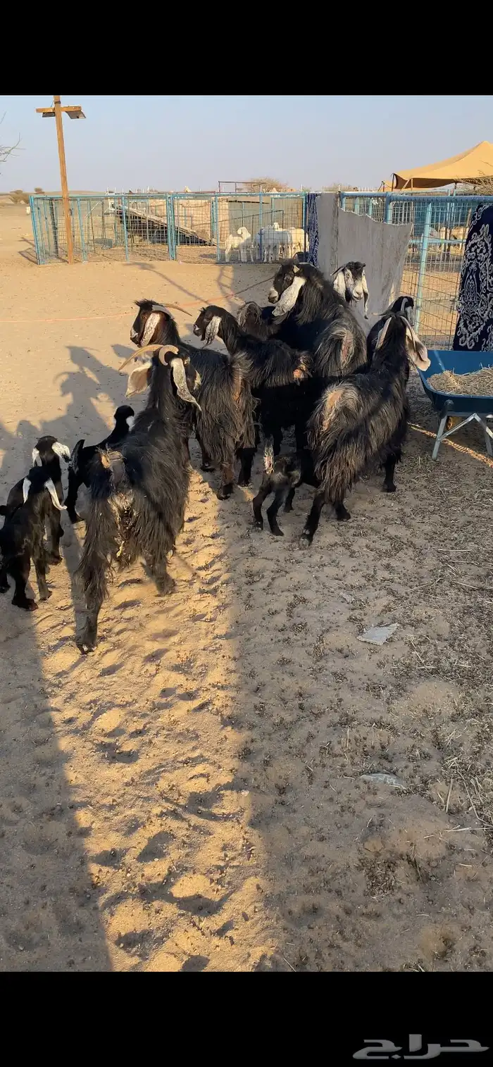 معزا خلفات تم البيع اضغط متابعه 0