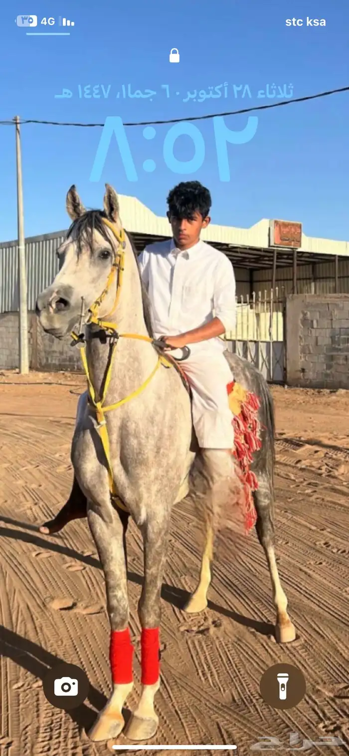 خيل 1