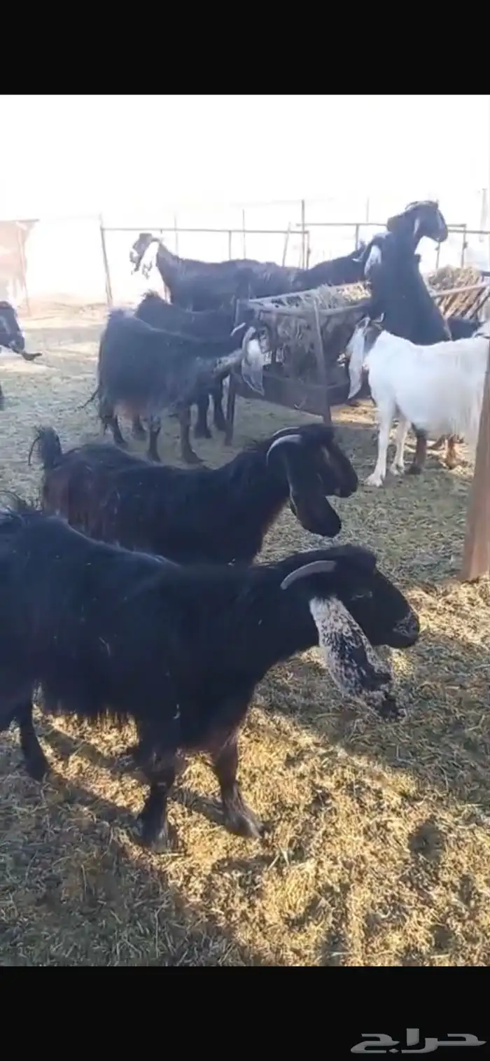 معزا ديره جبرات وصغار 0