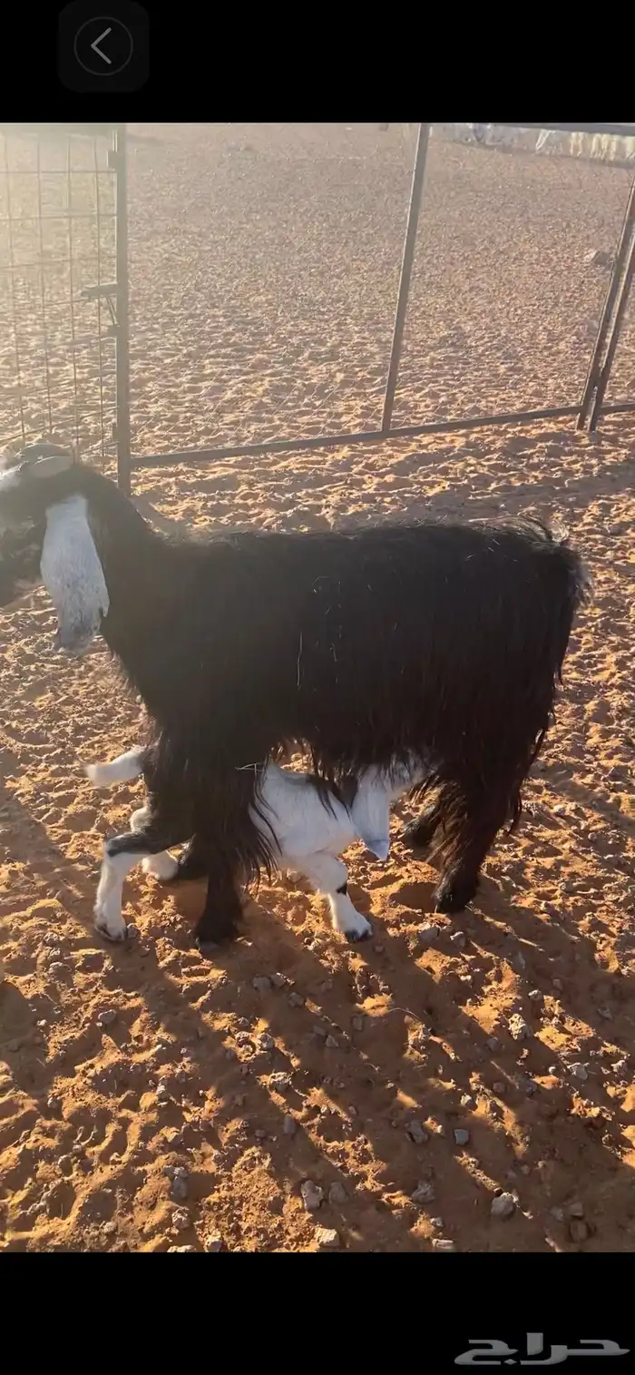 عنزين معهن تيسين اخر سومه يربح 0