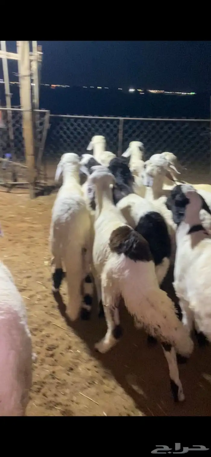 خرفان سواكن مرابي 0