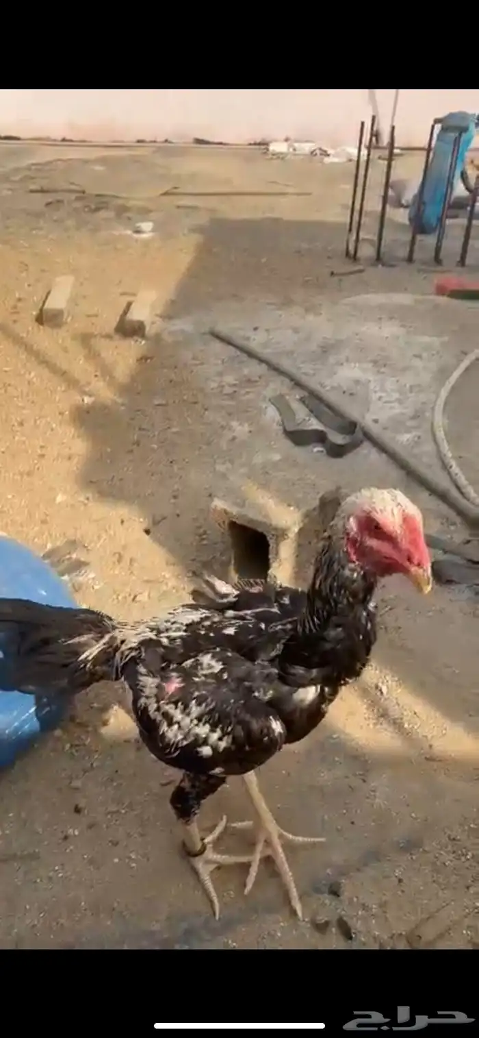 ديك شامو الماني 2