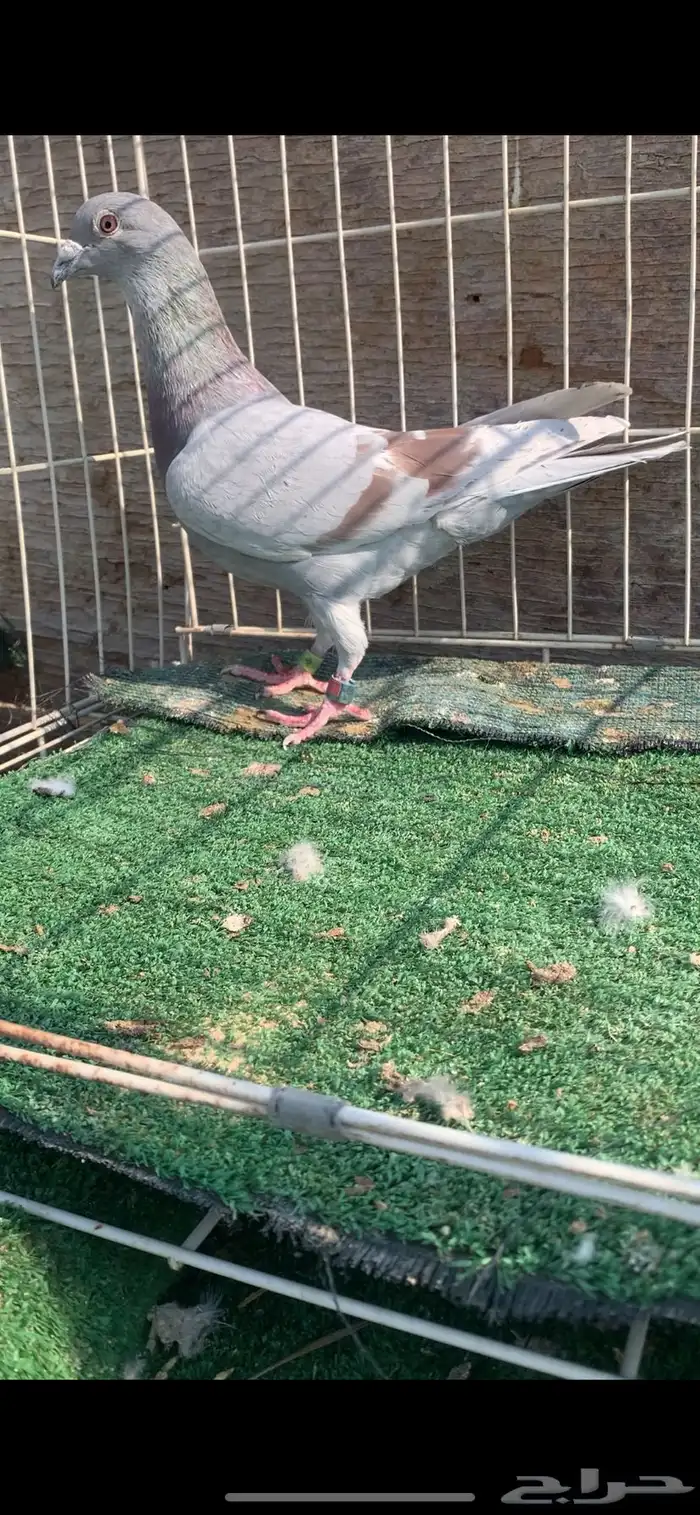 حمام زاجل سباق نوادر 8