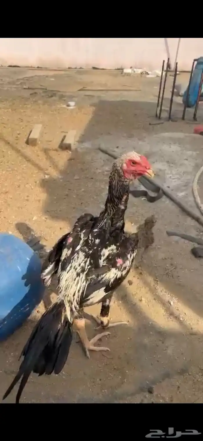 ديك شامو الماني 1