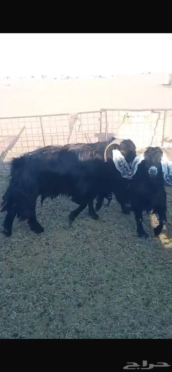 معزا ديره جبرات وصغار 10