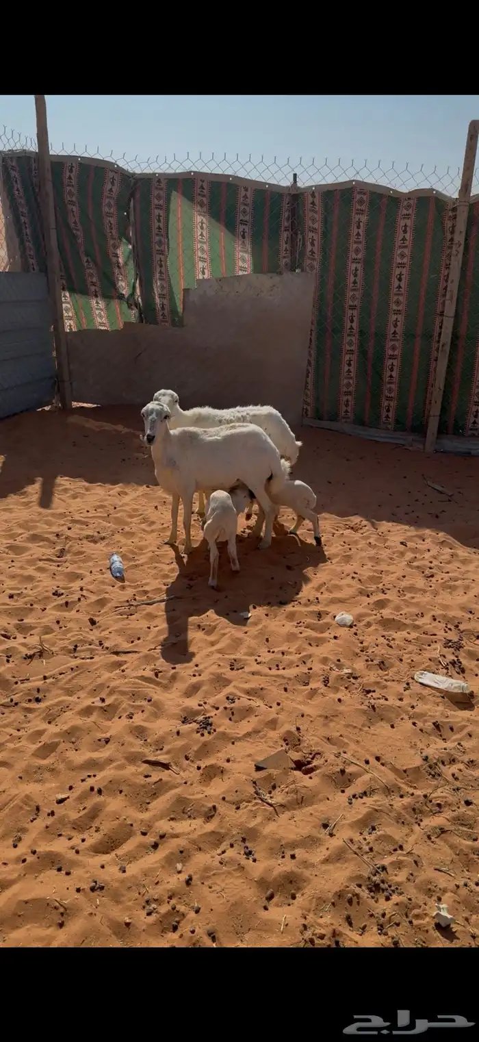 رفيد متابيع 0