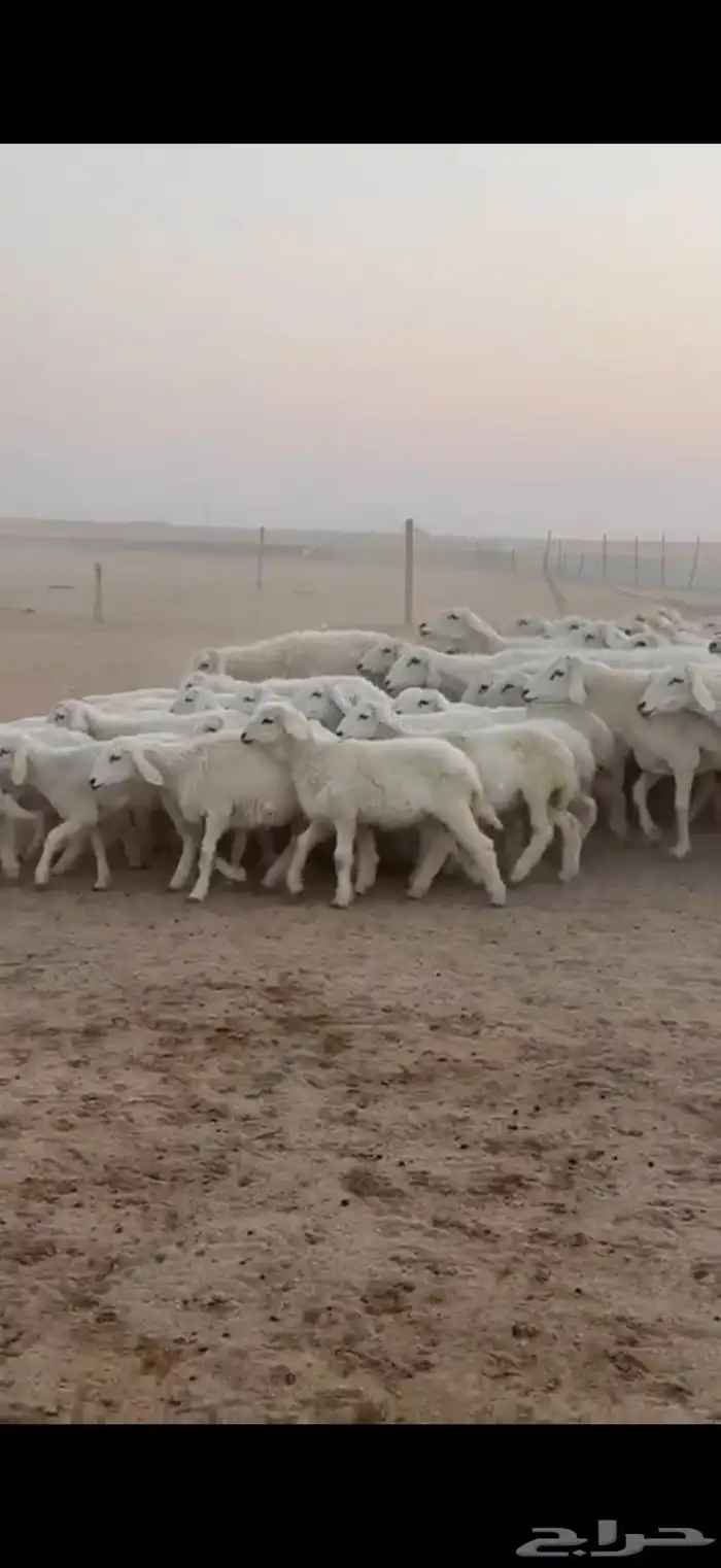 متابيع حرش حريات طيبه بناتها كلها رخال 6