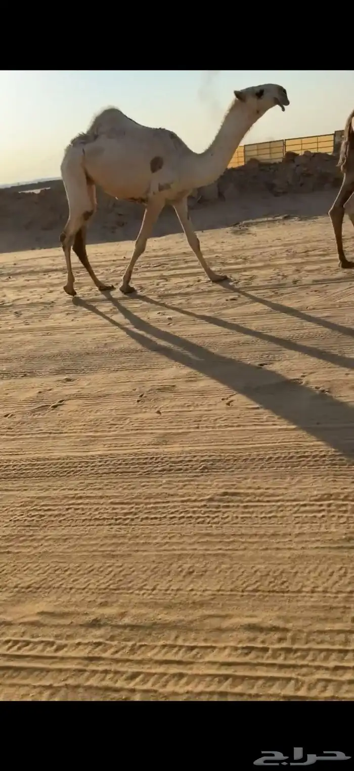 بكره شقحا كفو 1