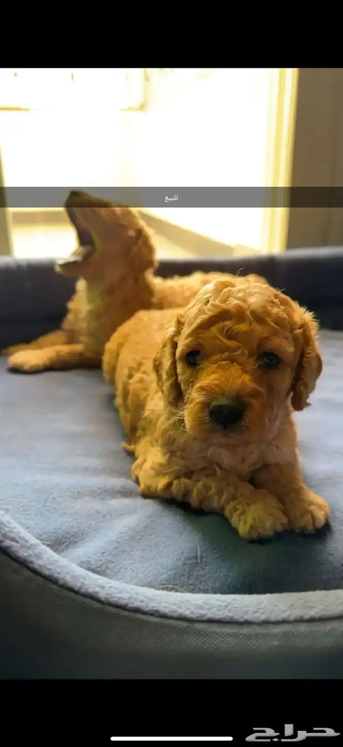 للبيع جراء بودل مستويات 5