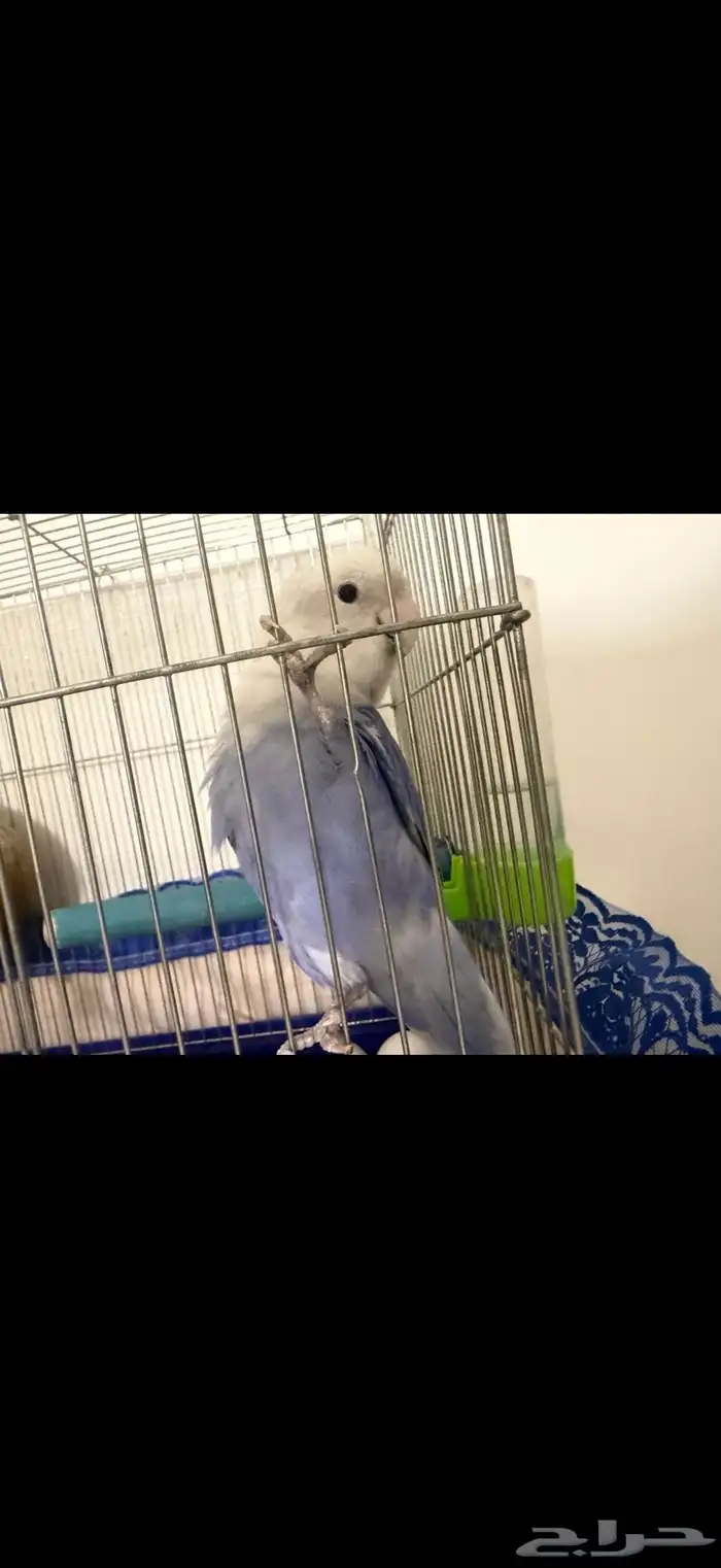 طير روز أليف العمر سنتين هدد داخلي لعوب مع الكل 0