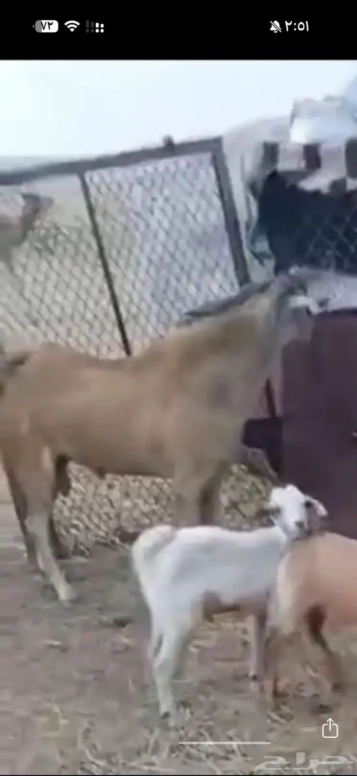 تيس بيشي صنف السن ثني 0