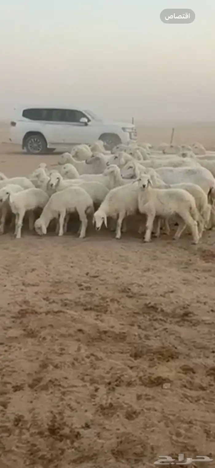 متابيع حرش حريات طيبه بناتها كلها رخال 0