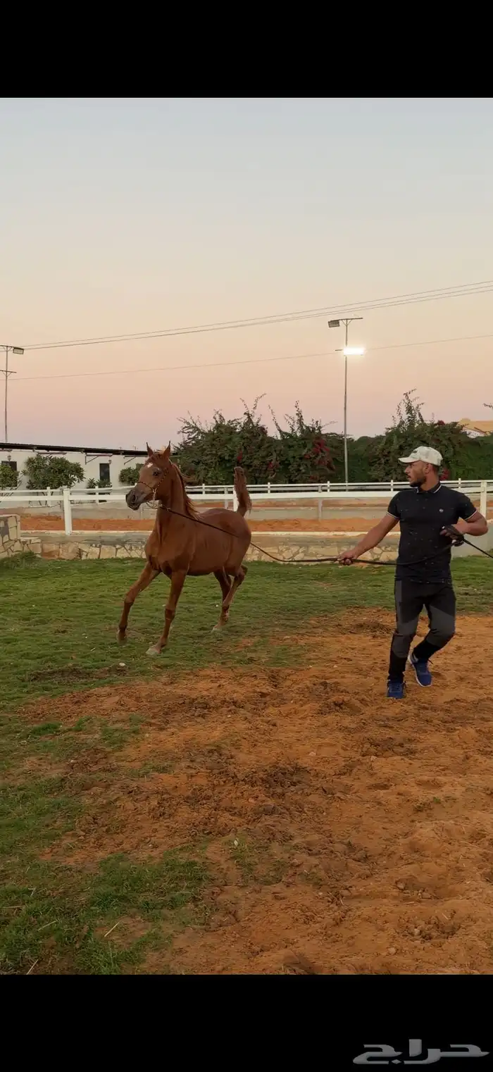 مهر فاخر ولد الاسطوره حابس الزبير 2