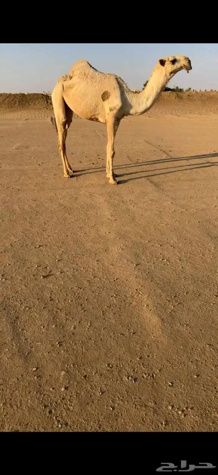 بكره شقحا كفو 0