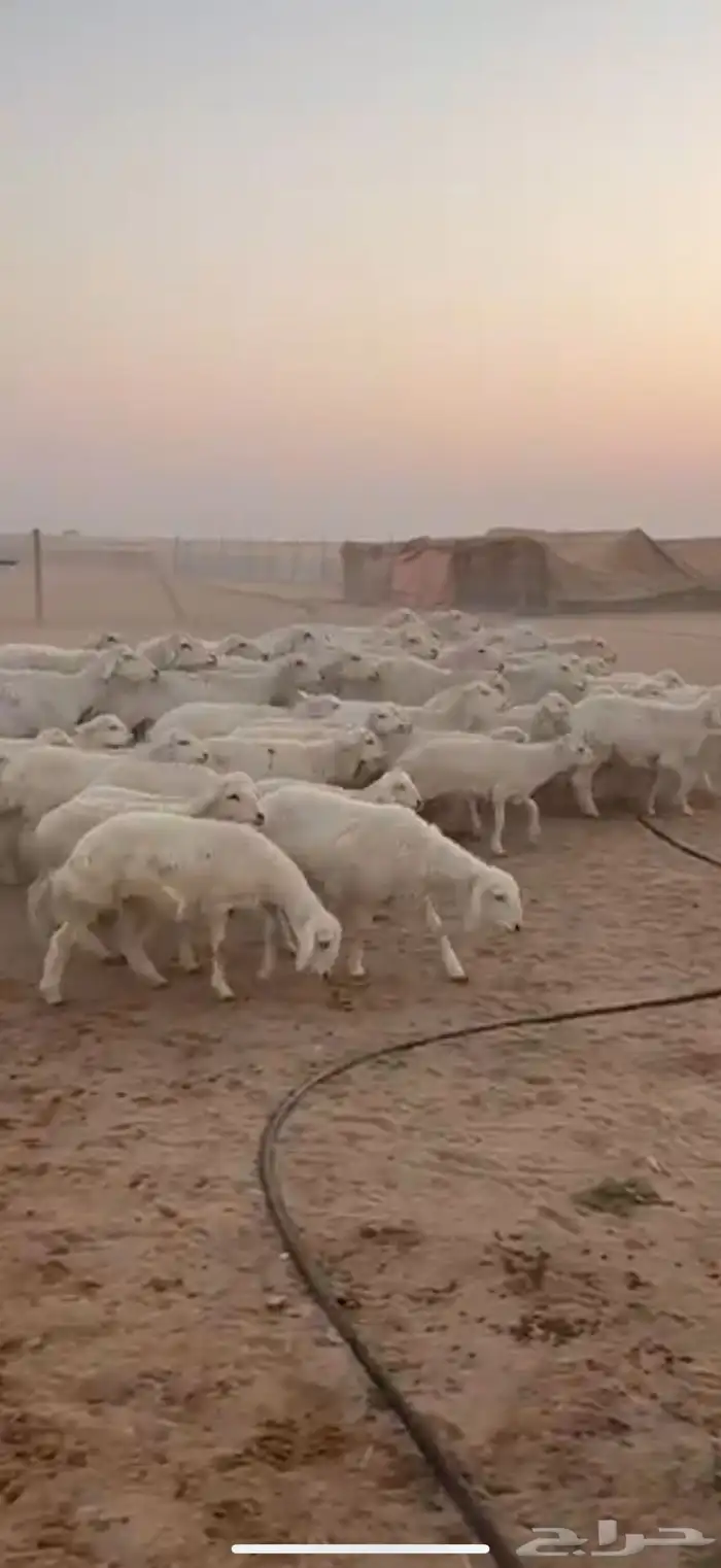 متابيع حرش حريات طيبه بناتها كلها رخال 2