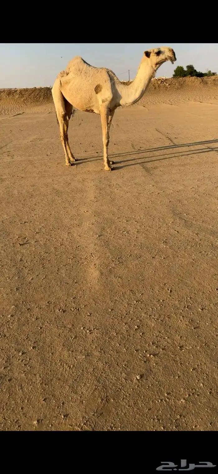 بكره شقحا كفو 2