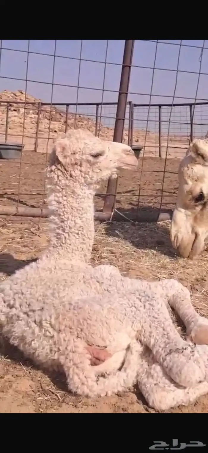 ناقه خلفه. للبيع 0