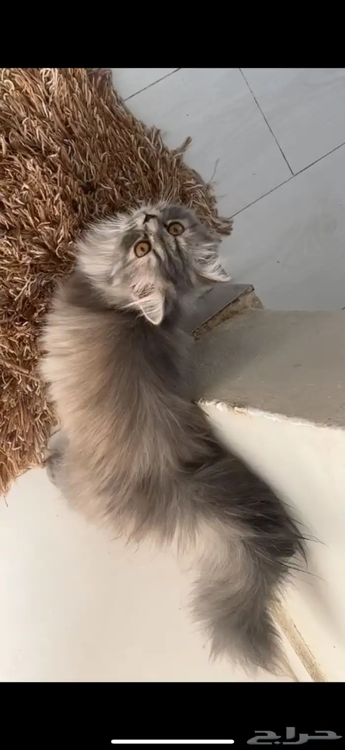 قطوه للبيع السعر 150 2