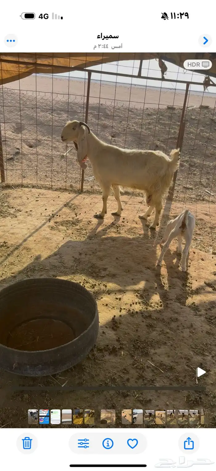 معزاء مواليد 2