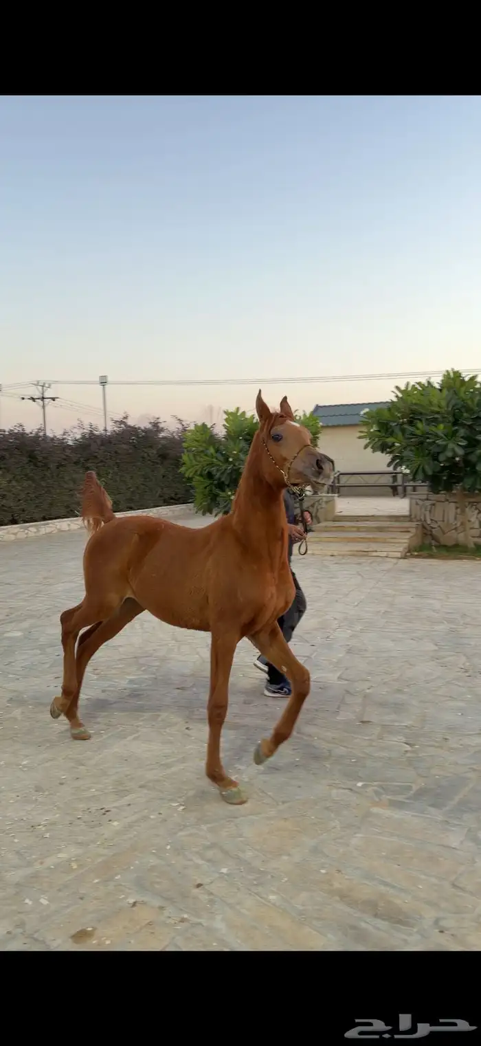 مهر فاخر ولد الاسطوره حابس الزبير 1