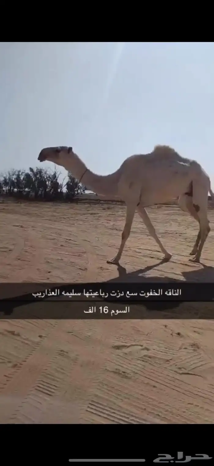 الناقه خفوت السن تو دزت رباعيتها السوم 16 0