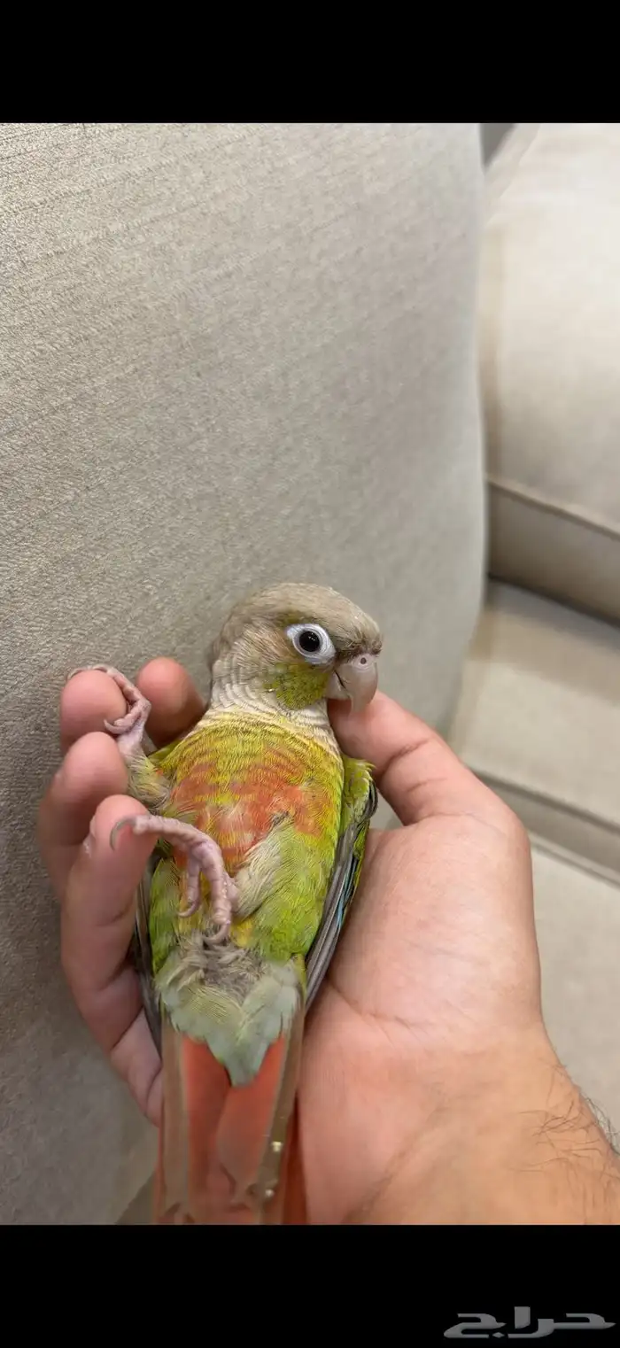 ببغاء كنيور للبيع 3